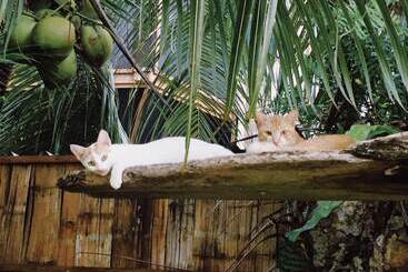 هتل Ngellil Nature Island Resort