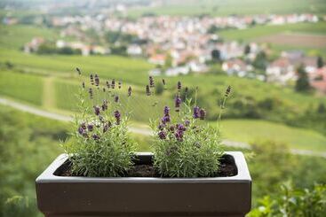 ホテル Burggarten Appartements Neuleiningen