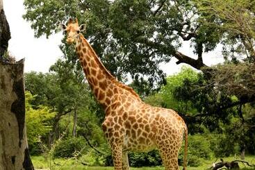 هتل Fathala Wildlife Reserve