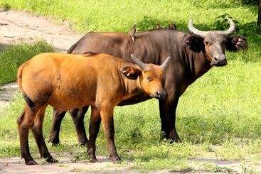 هتل Fathala Wildlife Reserve