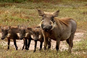 هتل Fathala Wildlife Reserve