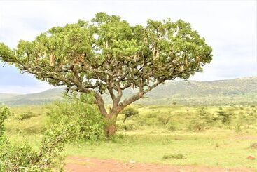 هتل Elangata Olerai Luxury Camp
