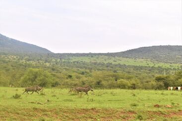 هتل Elangata Olerai Luxury Camp