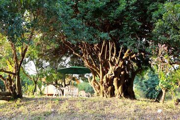 هتل Jambo Mara Safari Lodge