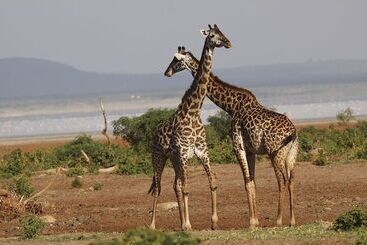هتل Karatu Tented Lodge