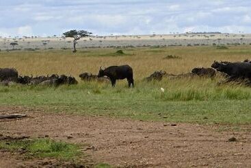 هتل Nyota Mara Lodge