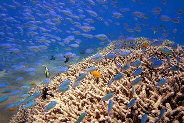 Arya Amed Beach Resort And Dive Center