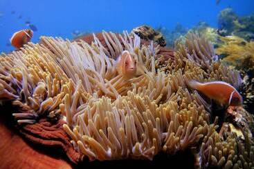 Arya Amed Beach Resort And Dive Center