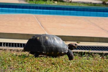 تختخواب و صبحانه Pantanal Ranch Meia Lua