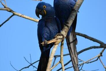 تختخواب و صبحانه Pantanal Ranch Meia Lua
