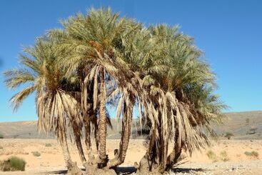 تختخواب و صبحانه La Vallée Des Dunes   Auberge, Bivouacs Et Excursions