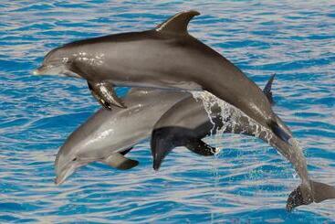 هتل Marineland Hôtel