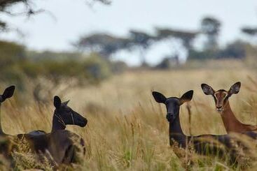 هتل Lejwe La Metsi Game Farm Pty Ltd