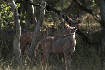هتل Lejwe La Metsi Game Farm Pty Ltd