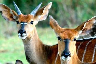 هتل Lejwe La Metsi Game Farm Pty Ltd