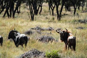 هتل Lejwe La Metsi Game Farm Pty Ltd