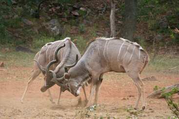 هتل Lejwe La Metsi Game Farm Pty Ltd