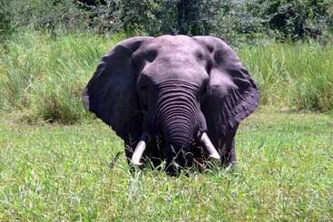 هتل Bongwe Kafue Camp