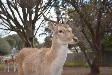 هتل Deer Park Motor Inn Armidale