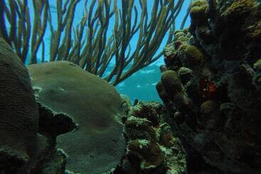 پانسیون Fish Tobago Guesthouse Or Joy And Brandon Guesthouse