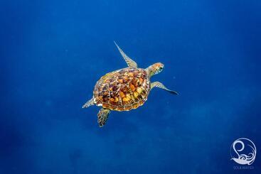 هتل Oceans 5 Dive Resort
