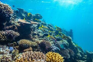 هتل Royal Davui Island Resort   Adults Only