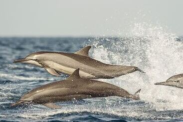 ペンション Dolphin Beach Resort