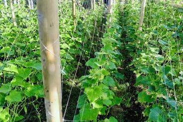 استراحتگاه Phonphusang Utopia Farmstay