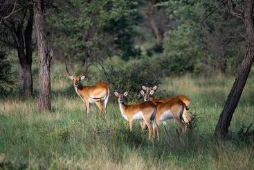 هتل Africa Awaits Lodge & Safaris