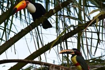 هتل Pantanal Ranch Meia Lua