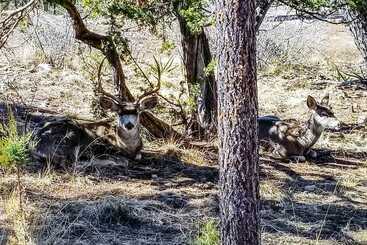 Large Ruidoso Home W/ Stunning Views & Hot Tub!
