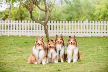 تختخواب و صبحانه Pet Taitung Homeabout
