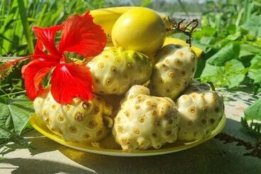 پانسیون La Botanica Tropical