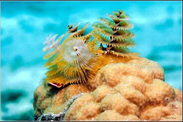 هتل Bonaire 2 Stay Playa