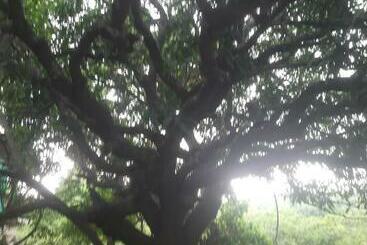旅馆 Ashvem Banyan Tree
