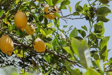 پانسیون Lemon Tree Rooms