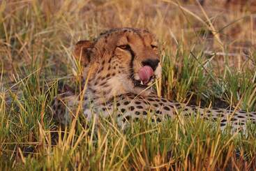 هتل Mukambi Safari Lodge