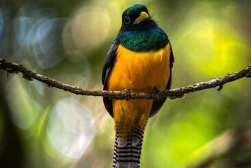 تختخواب و صبحانه Cabina Aventuras Corcovado Gittana Tours