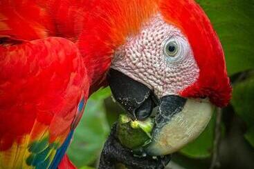 تختخواب و صبحانه Cabina Aventuras Corcovado Gittana Tours