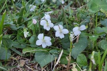 تختخواب و صبحانه Le Viole Bianche