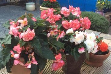 تختخواب و صبحانه Rosebank Guest House