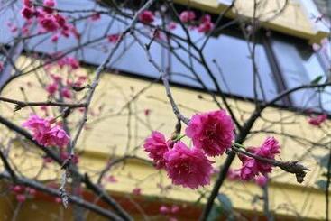 تختخواب و صبحانه Little Sunshine