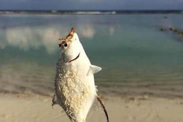 هتل Pine Lodge Maldives