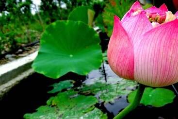 Marsu Xincheng Seaview Vegetarian B&b