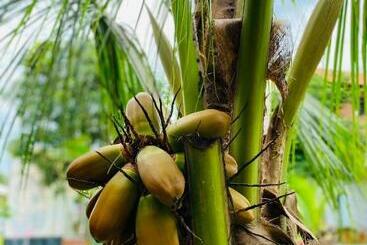Bum King Resort Hồ Tràm