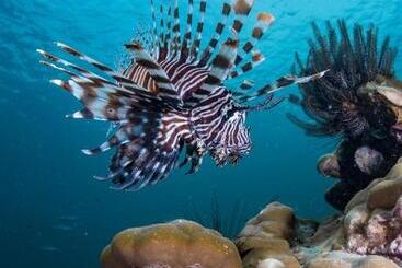 Forra Dive Resort Pattaya Beach