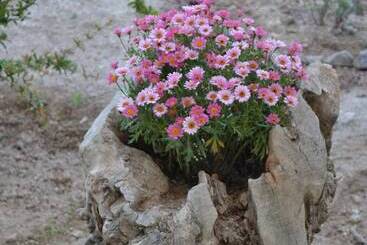 پانسیون Floralia