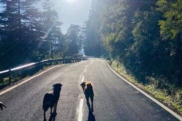 酒店 The Bliss Dhanaulti