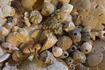 Uverito Sand Dollar B&b