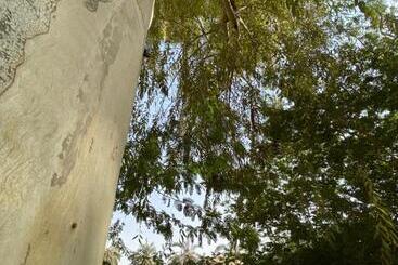 منتجع جلامبنغ   Glamping Resort